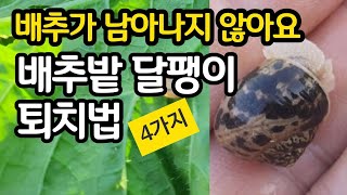 배추가 남아나지 않아요 - 달팽이 퇴치법 4가지
