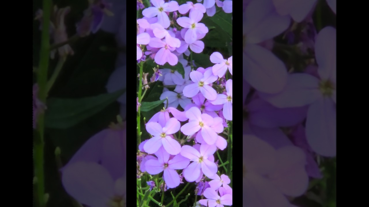 Purple and white 💜😍 called honestly roadside flower 🌼 #shorts #canada #nature #spring #summer #love