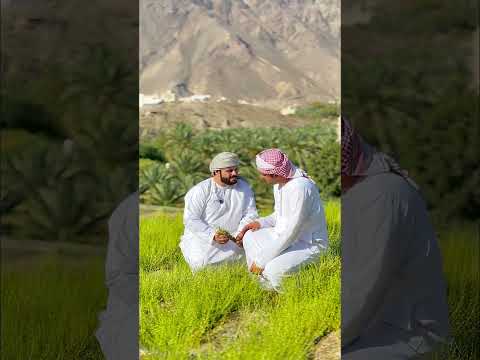 وادي السحتن مشهور بزراعة الزعتر في ولاية الرستاق الرستاق الإسباني اسميها سالفه مقاطع ترند