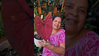 OLHA COMO ESTÃO OS MEUS CALADIUMS 😱