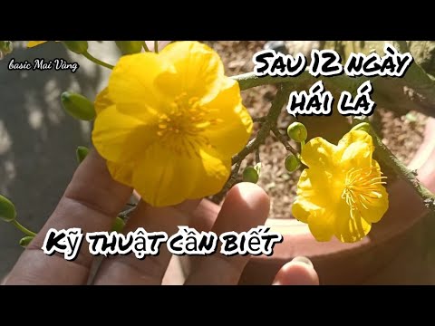 chăm sóc Mai Vàng sau khi hái lá - nụ thế nào là vừa - kỹ thuật cơ bản cần biết.