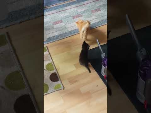 Edgar & Oisín's first exploration 7/8/19