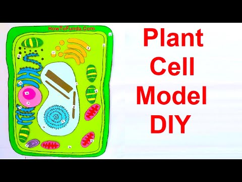 Animal Cell Model 3D model making using cardboard and paper howtofunda still model