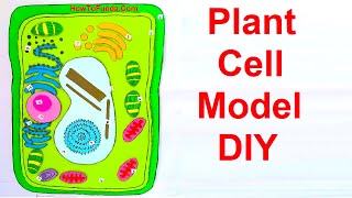 plant cell model making using cardboard | science project