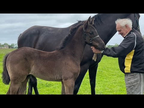2023 foal - Dynamic Dream / Fürstenball / De Niro
