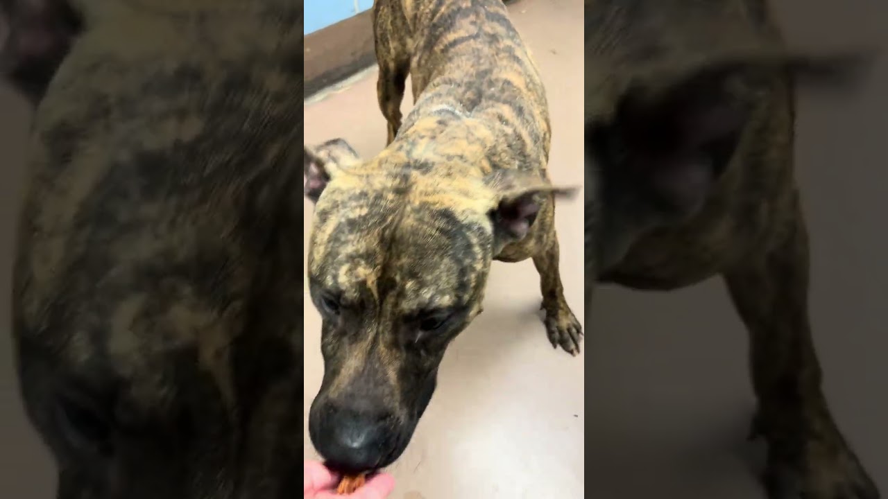 Rhys, a ADOPTABLE Pit Bull Terrier in Chicago, IL video 5/5
