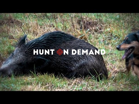 Drückjagden in Deutschland – Huntingroom Hunt on Demand Trailer