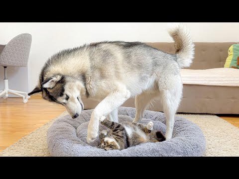 Giant Husky Can’t Get a Stubborn Kitten Out of His Favorite Bed — Chaos Follows