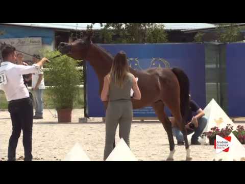 N.21 EB CRISTAL - Festival FVG 2015 - Colts 2 years old (Class 4)