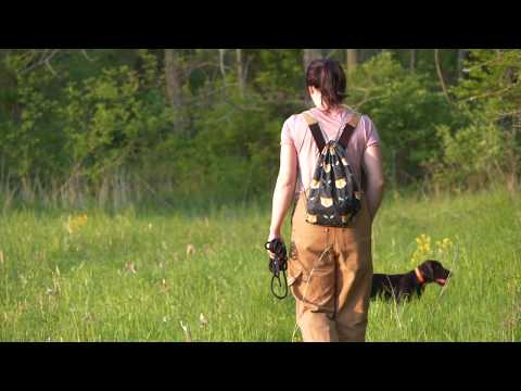 Pudelpointer training - 14 weeks old