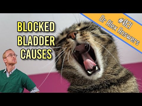 Causes of Bladder Obstruction in Cats (it's not just infection!) - Cat Health Vet Advice