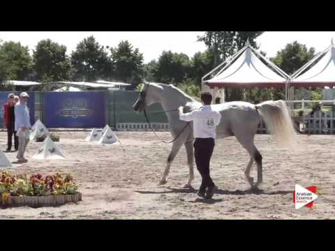 N.48 EK DEHOR - Festival FVG 2015 - Stallions 7 years old and over (Class 10)