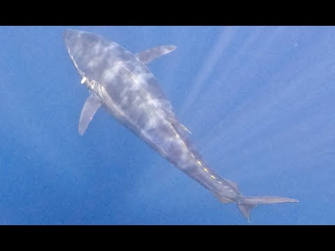 Ténérife - gros thon rouge dans le broumé à los gigantes