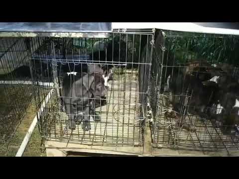 Adopt Mary’s Doggies - Lavina Lavinia Lavinie Lander Landis Landon at no kill shelter