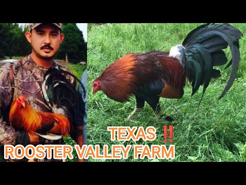 TEXAS ‼️Claret Roundhead Grey Rooster Valley Farm
