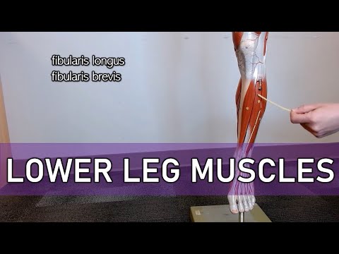 Muscles of the Lower Leg (with labels)