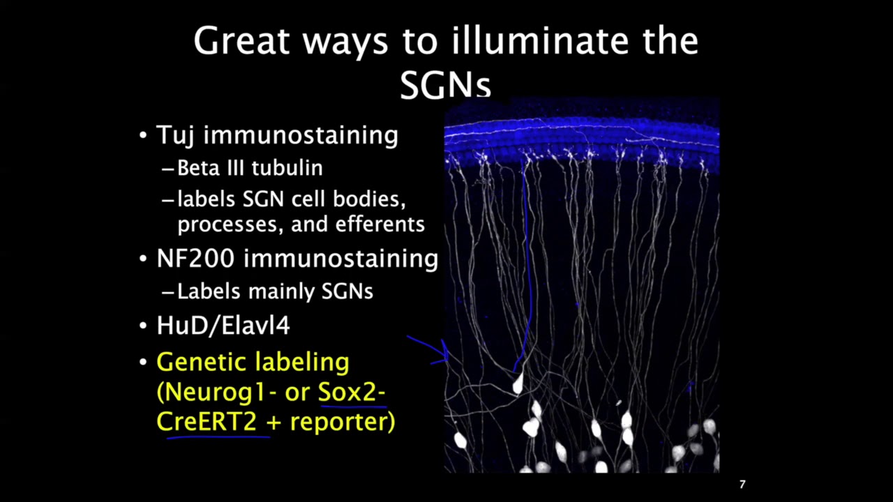 EARssentials 2020: Dr. Tom Coate