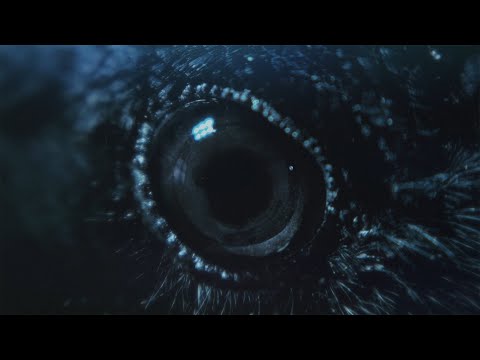 Munknörr - Uruz (Video Produced by Stag & Crow Magazine)