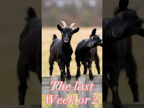 Goats jumping! 'Rumor' Lee Brice! 🐐✨ Make your day brighter! #GoatJoy #FeelGoodVibes #LeeBrice