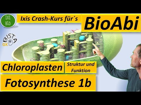 Photosynthesis 1b - Chloroplast functional adaptations - labeled sketch - structure and function