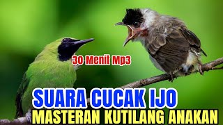Download lagu Kutilang isian - cocok buat masteran kutilang bahan SUARA CUCAK IJO mp3 Download lagu Kutilang isian - cocok buat masteran kutilang bahan SUARA CUCAK IJO mp3