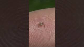 This is the smallest spider in the world