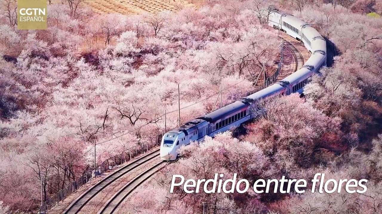 Perdido entre flores