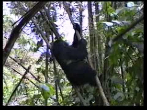 Südafrika-Reporter, Video von Gast: „Gorillas im Nebel