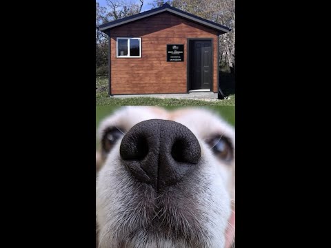 LAB LOVE LIBERTY Give Former Research Dogs a Home