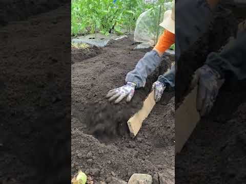  2023年春の月に合わせて大根の種まきはいつ？成功するにはどうすればよいでしょうか?完全なガイド  庭園