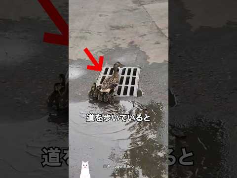 ヒナたちを全員失いかけた母アヒル