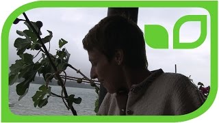 Balkonfreuden: S�dliche Pflanzen auf Sabine Rebers Balkon