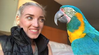 TRAINING MY MACAW TO LAUGH! | How To Train a Bird To Talk