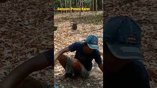 Download lagu AKHIRNYA PETANI KARET BISA TERSENYUM#shorts mp3 Download lagu AKHIRNYA PETANI KARET BISA TERSENYUM#shorts mp3