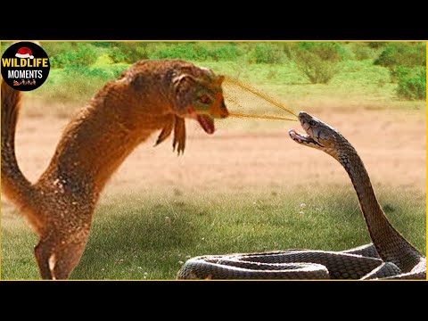 30 Moments King Cobra Vs Mongoose Fight To The Last Breath