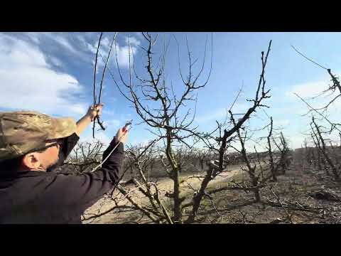 Cięcie śliwki po kilku latach - cacanska lapotica - 7 marca 2025