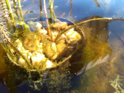 goudvissen in de zomer