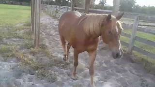 Sweetest Horse On EARTH! Meet Max!