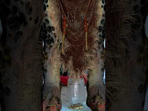 Throgg vs Sigvald Lore: