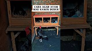 Download lagu Cara agar ayam mau kawin duduk #ayambangkok #ayamimport #ayamjago #hobbyayam #trending #fyp #viral mp3