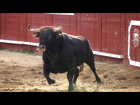 Concurso con TOROS BRAVOS Gran Final AREVALO 2022