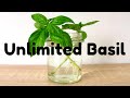 Grow More Basil Than You Can Possibly Eat!