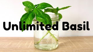 Grow More Basil Than You Can Possibly Eat!