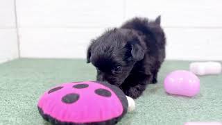 ハーフ犬の動画01