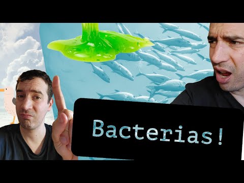 Vídeo: Bacterias
