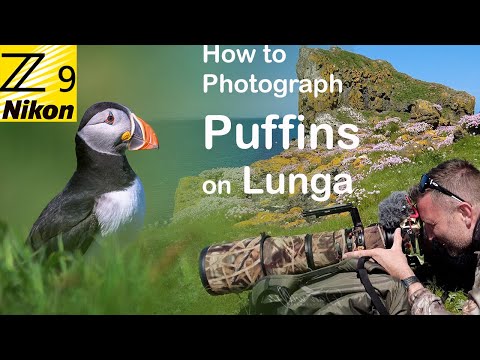 So fotografieren Sie Papageientaucher auf der Insel Lunga