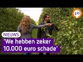 Hagel verwoest fruitoogst in de Betuwe