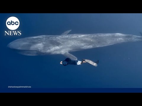 Diver swims alongside blue whale