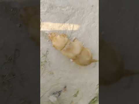 puppies 🐶🐶🐈🐈🐈🐈🐈🐈🐈