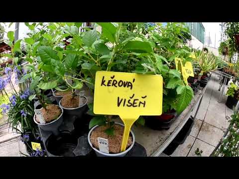 Boruvka, višeň, jahodomalina